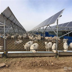 光伏農業(yè) 星星之火期待燎原，畜牧漁業(yè)齊爆發(fā)