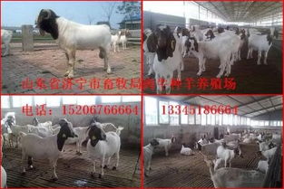選購優(yōu)質種羊，助力畜牧業(yè)發(fā)展——山東畜牧局種羊場銷售服務介紹