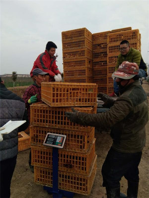 鹽城射陽(yáng)臨海鎮(zhèn)八大家居委會(huì) 雞窩里飛出“金鳳凰”，畜牧漁業(yè)飼料銷售成富民新引擎
